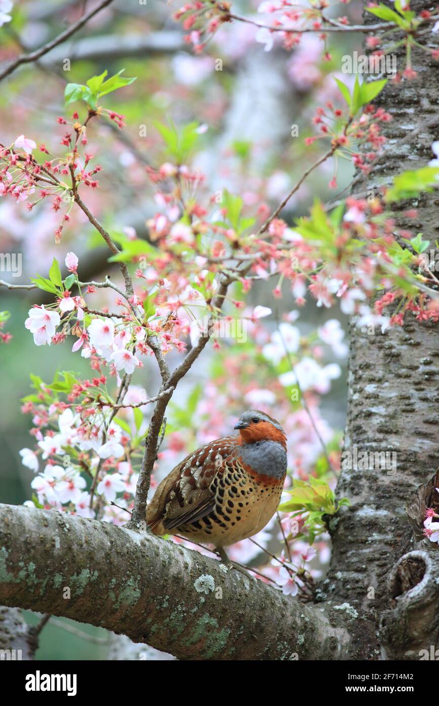 Le perdrix de bambou chinois (Bambusicola thoracicus thoracicus) mâle au Japon Banque D'Images