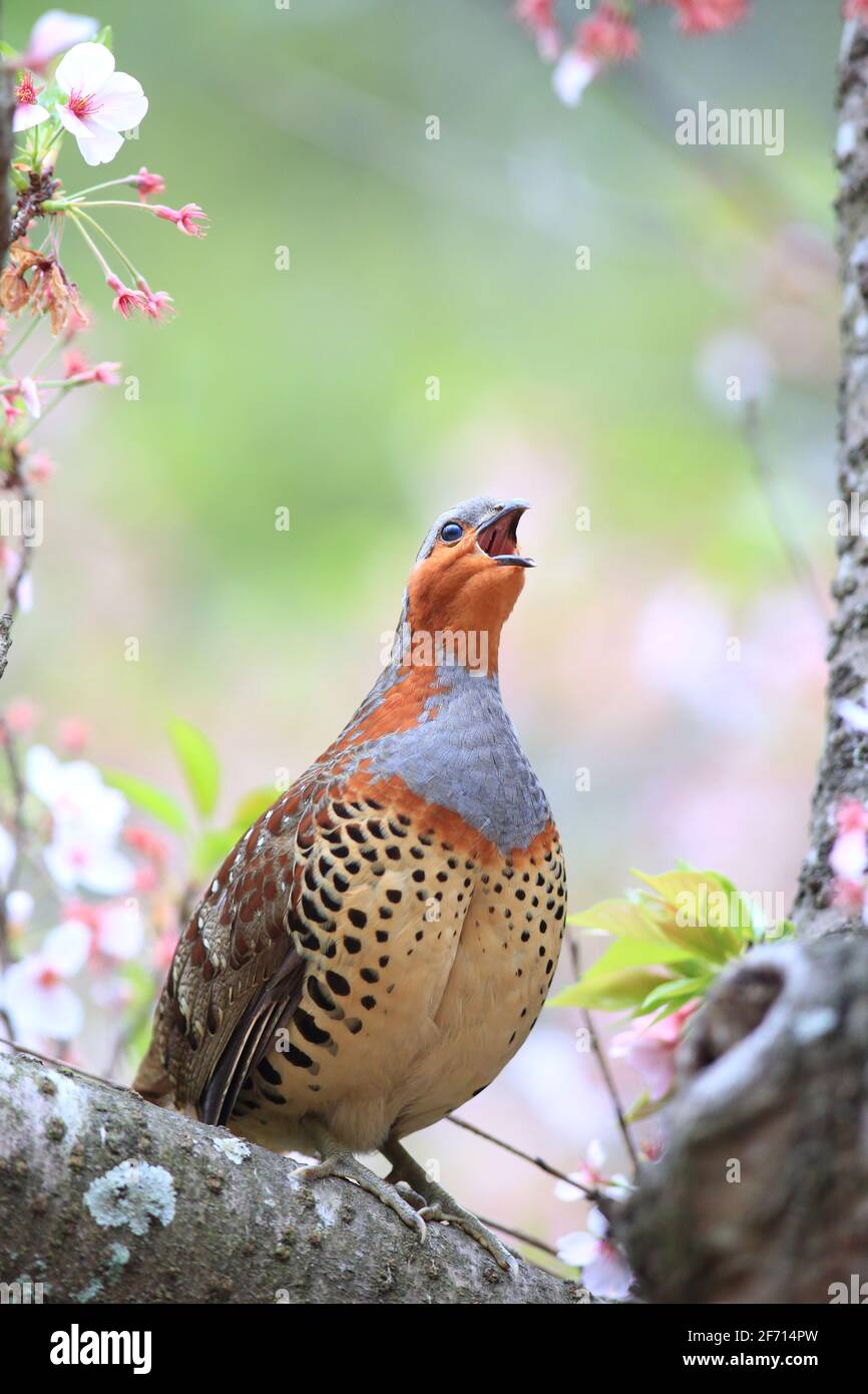 Le perdrix de bambou chinois (Bambusicola thoracicus thoracicus) mâle au Japon Banque D'Images