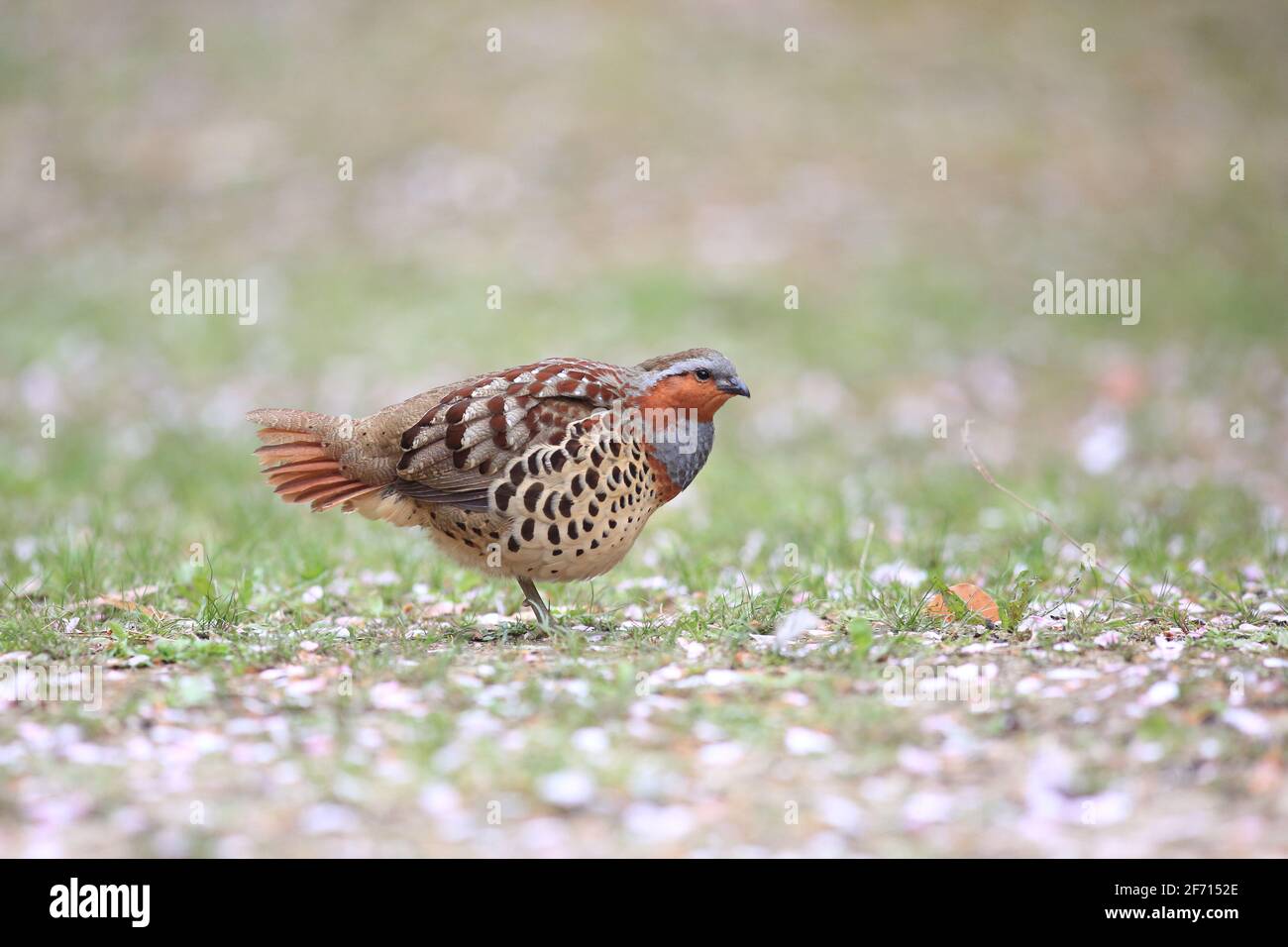 Le perdrix de bambou chinois (Bambusicola thoracicus thoracicus) mâle au Japon Banque D'Images