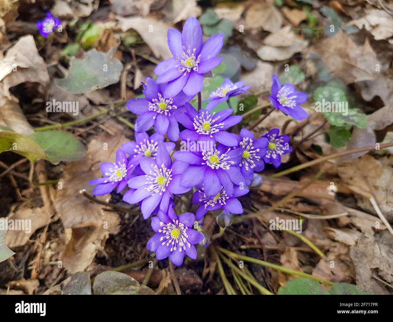 Les premières chutes de neige après l'hiver Anemone hepatica. L'anemone hepatica a fleuri dans la forêt Banque D'Images