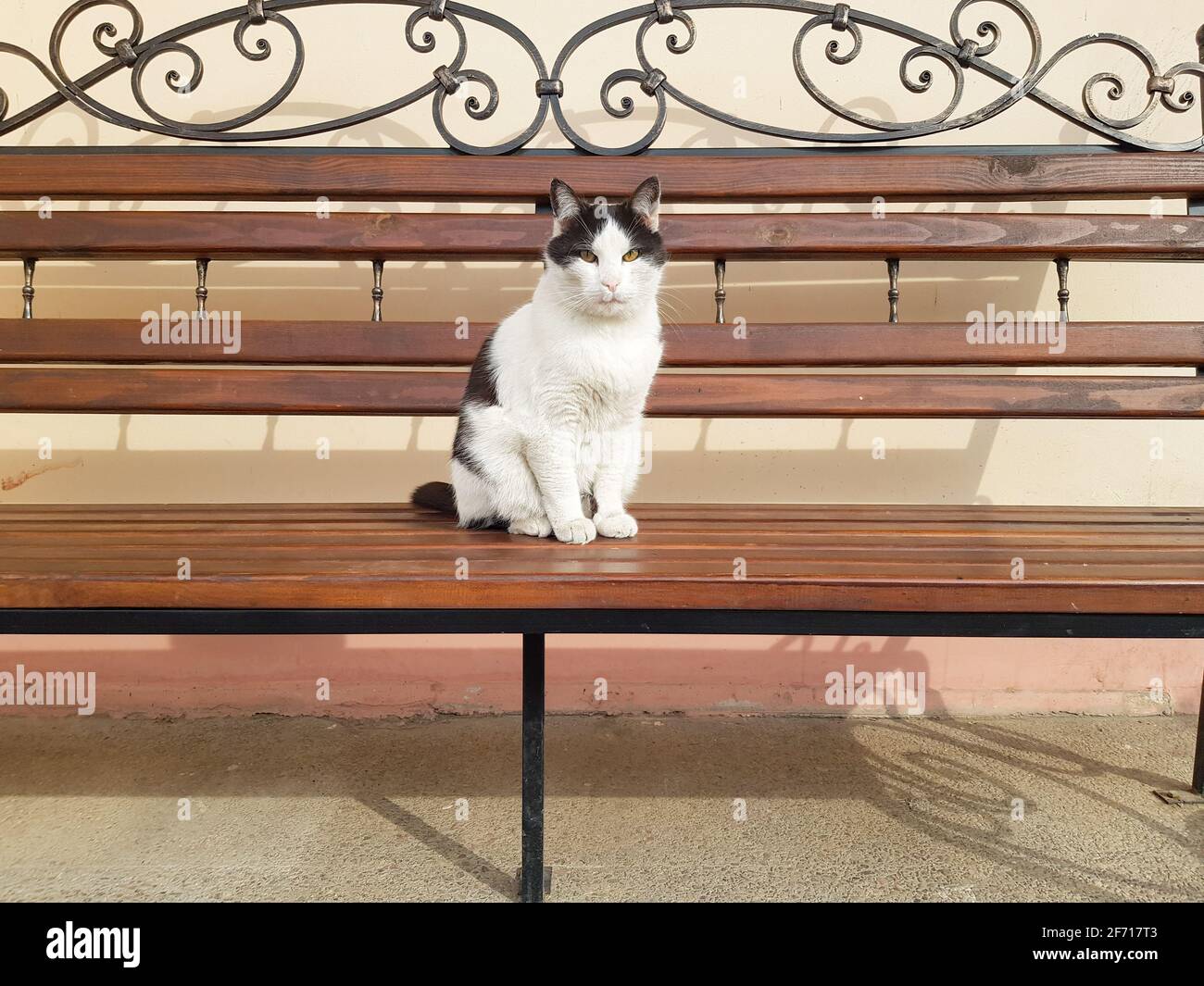 Un chat important est assis sur un banc. Gros plan Cat Banque D'Images