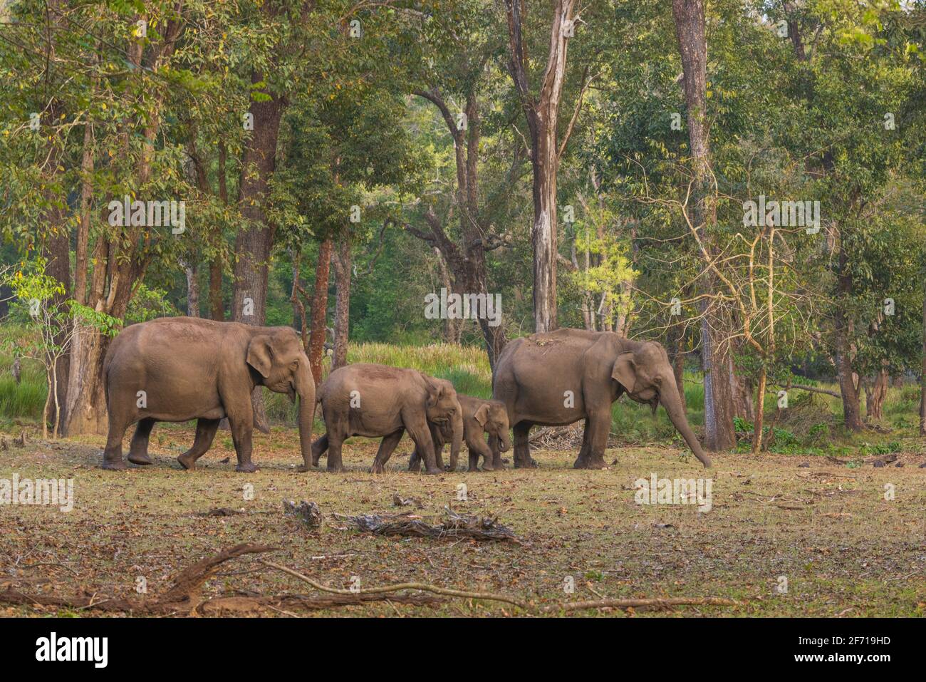 Troupeau d'éléphants sauvages dans le parc national de Nagarhole (Karnataka, Inde) Banque D'Images