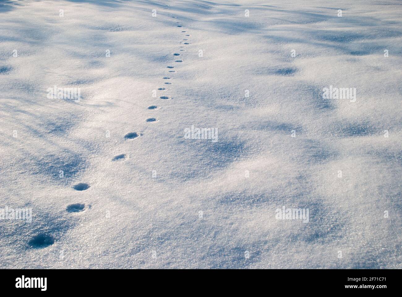 Empreinte animale sur la neige en gros plan Banque D'Images