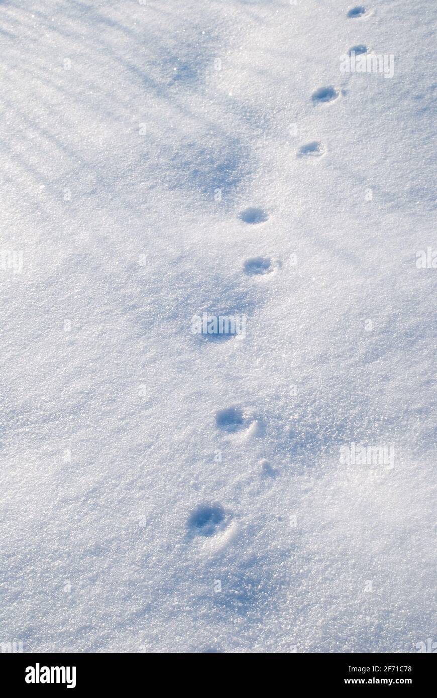 Empreinte animale sur la neige en gros plan Banque D'Images