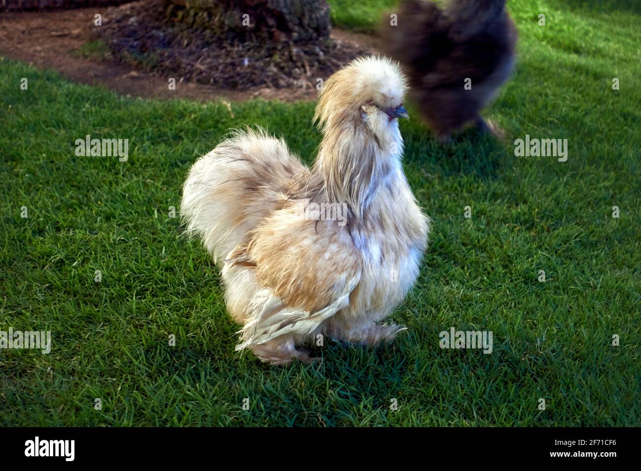 Poulet Silkie également connu sous le nom de poulet chinois en soie Banque D'Images