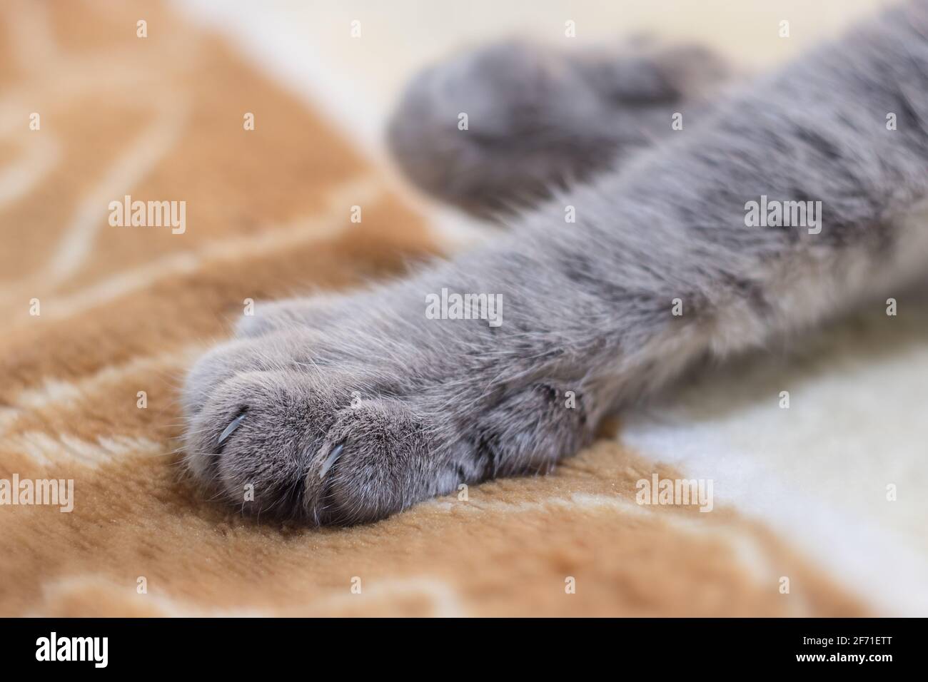 Plan détaillé des pattes pour chat mou. Banque D'Images