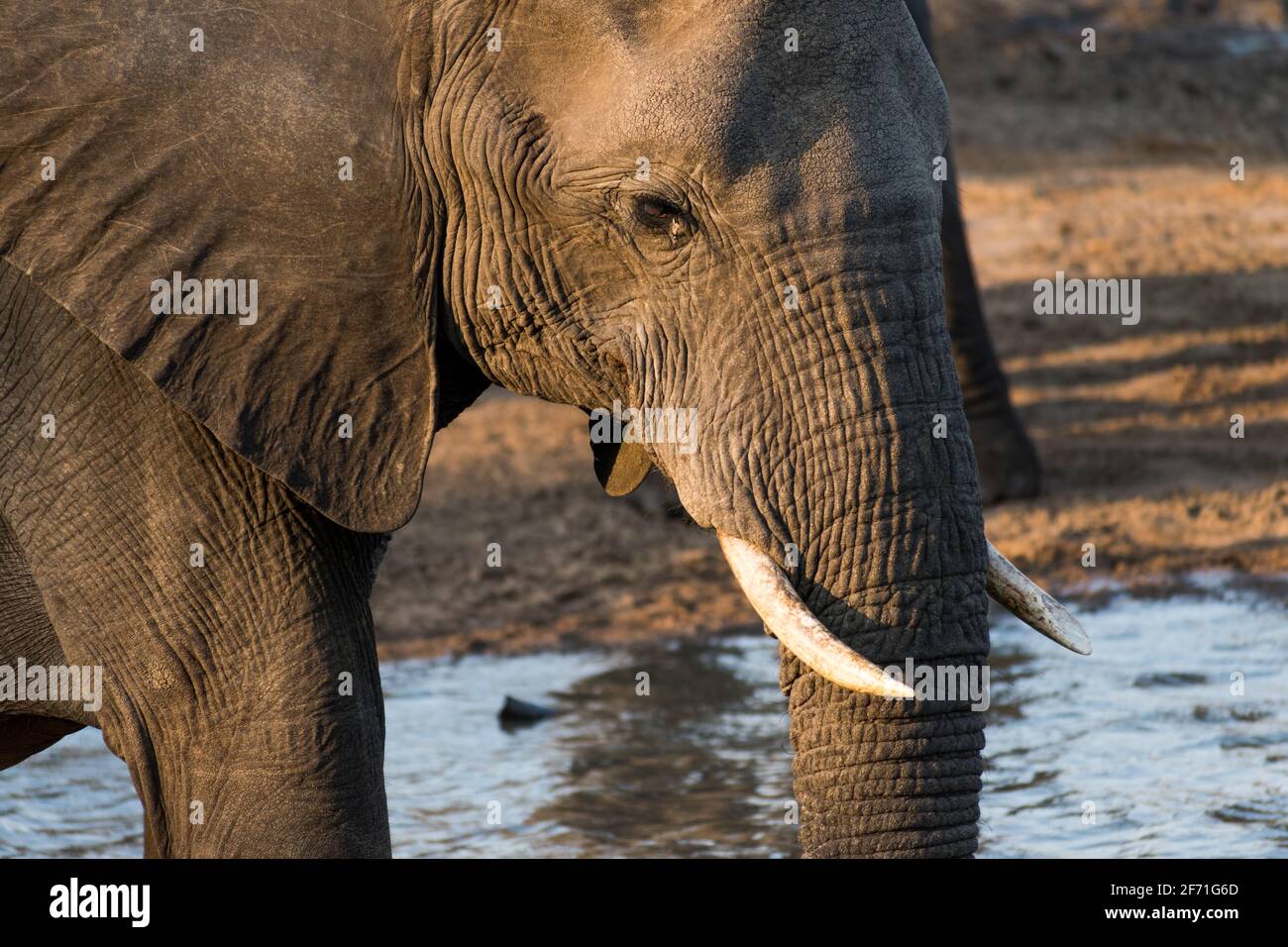Un éléphant d'Afrique Loxodonta africana dans un trou d'eau de la réserve de gibier de Manyeleti, parc national du Grand Kruger, Afrique du Sud Banque D'Images