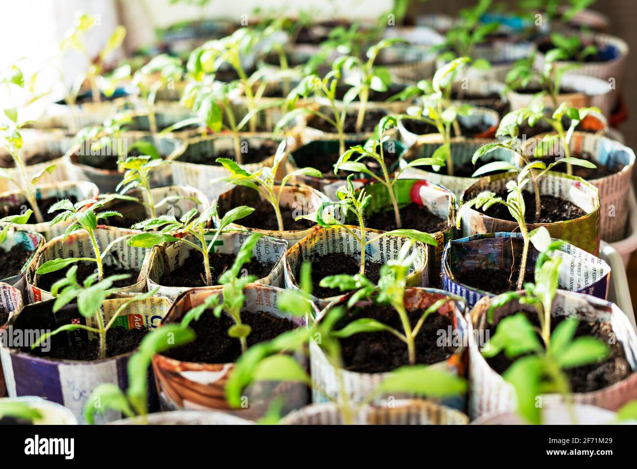 Des plants de tomates et de poivrons dans des coupes en papier faites à la main de vieux journaux sur la fenêtre, la croissance et le développement des plantes, les légumes en croissance, ECO con Banque D'Images