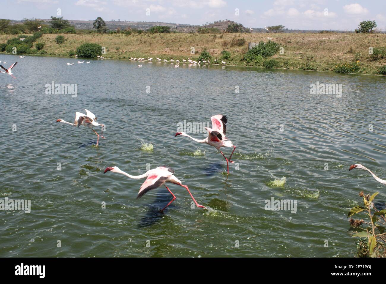 Les flamants sont vus à un étang d'eaux usées traitées dans la ville de Nakuru.avec l'inondation du lac Nakuru ayant un impact négatif sur leur source alimentaire, les milliers de flamants se déplacent vers les bassins de traitement des eaux usées à quelques centaines de mètres de là où il y a la disponibilité d'algues qui font partie de leur nourriture. Récemment beaucoup de flamants ont été trouvés morts de raisons inconnues autour des étangs de traitement des eaux usées, les scientifiques disent que la cause probable pourrait être des métaux lourds toxiques. Le Kenya Wildlife Service a commencé à enquêter sur la cause de leur décès. Le Kenya compte beaucoup sur le tourisme comme principale source d'ex étrangers Banque D'Images