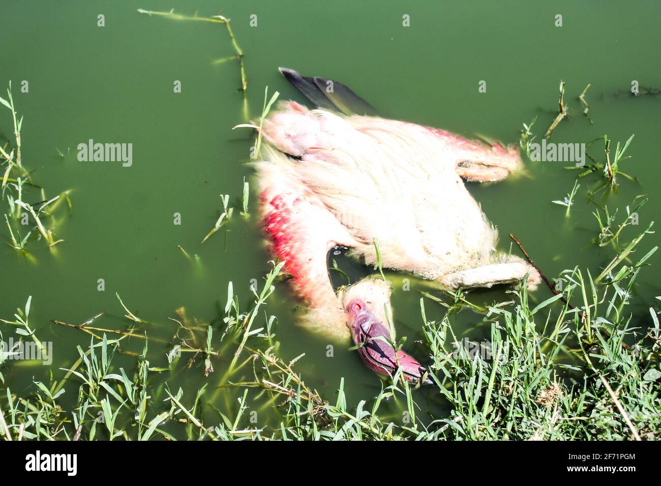 Une carcasse d'un flamant flotte sur un étang de traitement des eaux usées à Nakuru.avec l'inondation du lac Nakuru ayant un impact négatif sur leur source alimentaire, les milliers de flamants se déplacent vers les bassins de traitement des eaux usées à quelques centaines de mètres de là où il y a la disponibilité d'algues qui font partie de leur nourriture. Récemment beaucoup de flamants ont été trouvés morts de raisons inconnues autour des étangs de traitement des eaux usées, les scientifiques disent que la cause probable pourrait être des métaux lourds toxiques. Le Kenya Wildlife Service a commencé à enquêter sur la cause de leur décès. Le Kenya compte beaucoup sur le tourisme comme source majeure de fore Banque D'Images