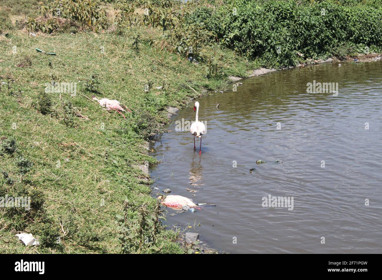 Un flamant passe devant deux morts dans un étang d'eaux usées traitées dans la ville de Nakuru.avec l'inondation du lac Nakuru ayant un impact négatif sur leur source alimentaire, les milliers de flamants se déplacent vers les bassins de traitement des eaux usées à quelques centaines de mètres de là où il y a la disponibilité d'algues qui font partie de leur nourriture. Récemment beaucoup de flamants ont été trouvés morts de raisons inconnues autour des étangs de traitement des eaux usées, les scientifiques disent que la cause probable pourrait être des métaux lourds toxiques. Le Kenya Wildlife Service a commencé à enquêter sur la cause de leur décès. Le Kenya compte beaucoup sur le tourisme comme grand sou Banque D'Images