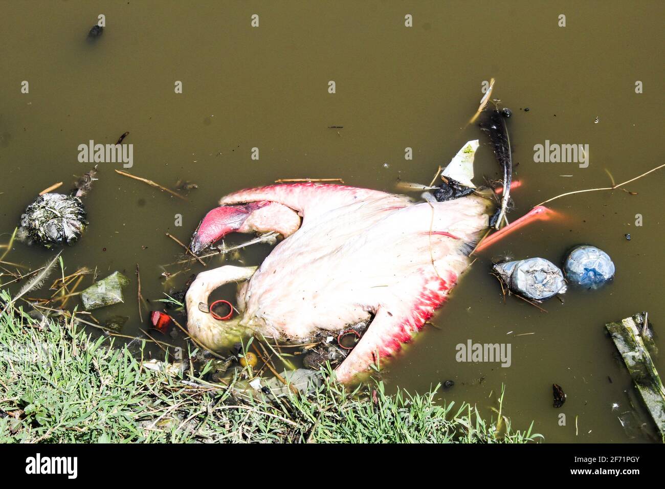 Une carcasse d'un flamant flotte sur un étang de traitement des eaux usées à Nakuru.avec l'inondation du lac Nakuru ayant un impact négatif sur leur source alimentaire, les milliers de flamants se déplacent vers les bassins de traitement des eaux usées à quelques centaines de mètres de là où il y a la disponibilité d'algues qui font partie de leur nourriture. Récemment beaucoup de flamants ont été trouvés morts de raisons inconnues autour des étangs de traitement des eaux usées, les scientifiques disent que la cause probable pourrait être des métaux lourds toxiques. Le Kenya Wildlife Service a commencé à enquêter sur la cause de leur décès. Le Kenya compte beaucoup sur le tourisme comme source majeure de fore Banque D'Images