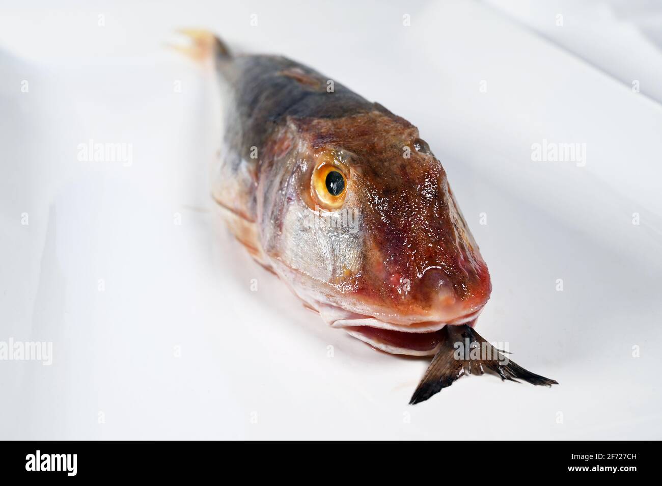 Bain de poisson Gurnard Banque D'Images