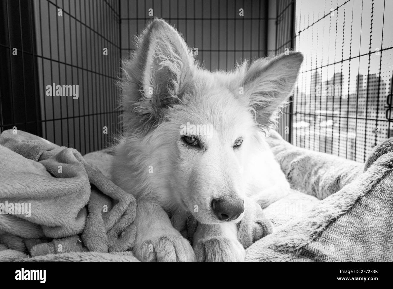 Gaine blanche Banque D'Images