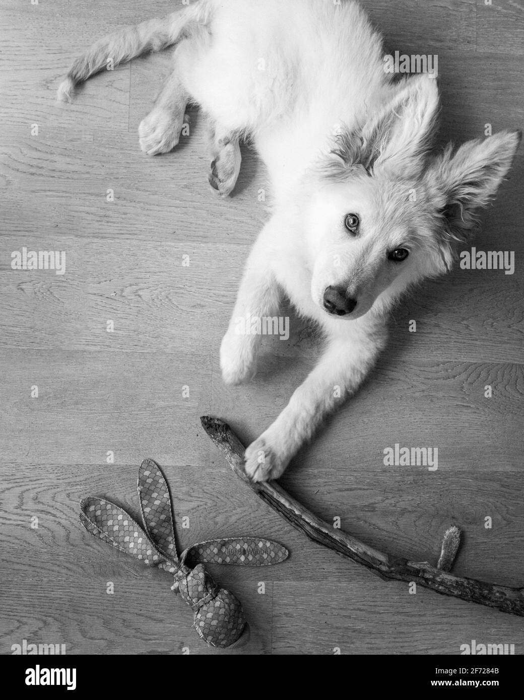 Gaine blanche Banque D'Images