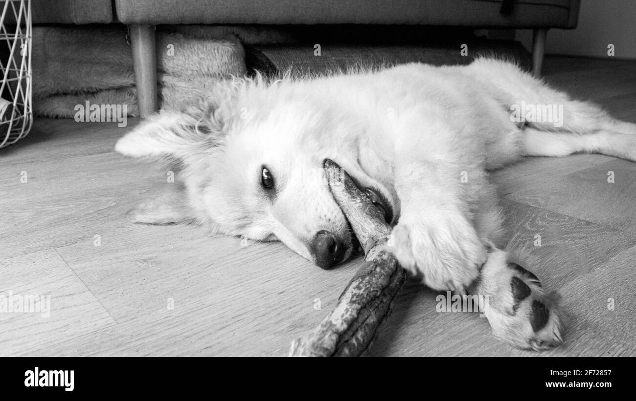 Gaine blanche Banque D'Images