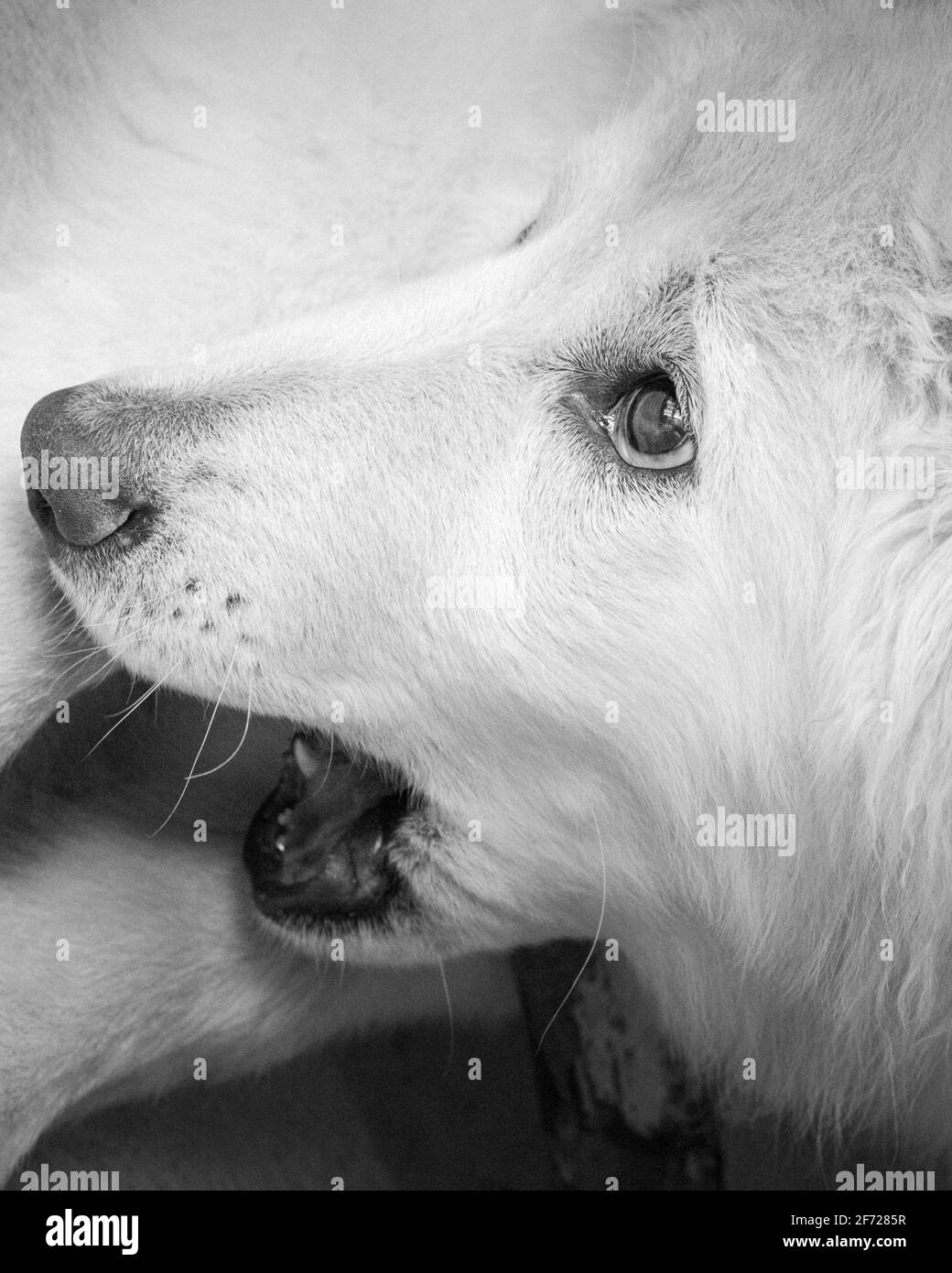 Gaine blanche Banque D'Images