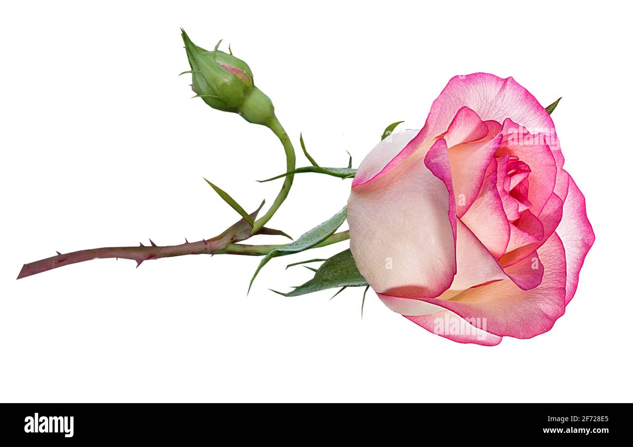 Roses isolé sur fond blanc Banque D'Images Roses isolé sur fond blanc Banque D'Images
