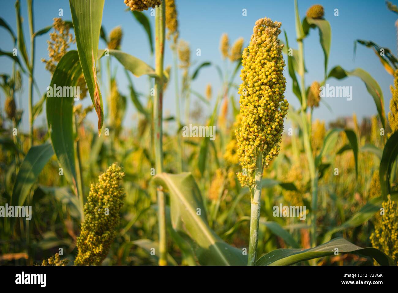 Champ de sorgho plante, également connu sous le nom de Jowar en Inde, en Afrique de l'Ouest comme maïs de Guinée, et en Chine comme kaoliang. Faible profondeur de champ. Banque D'Images