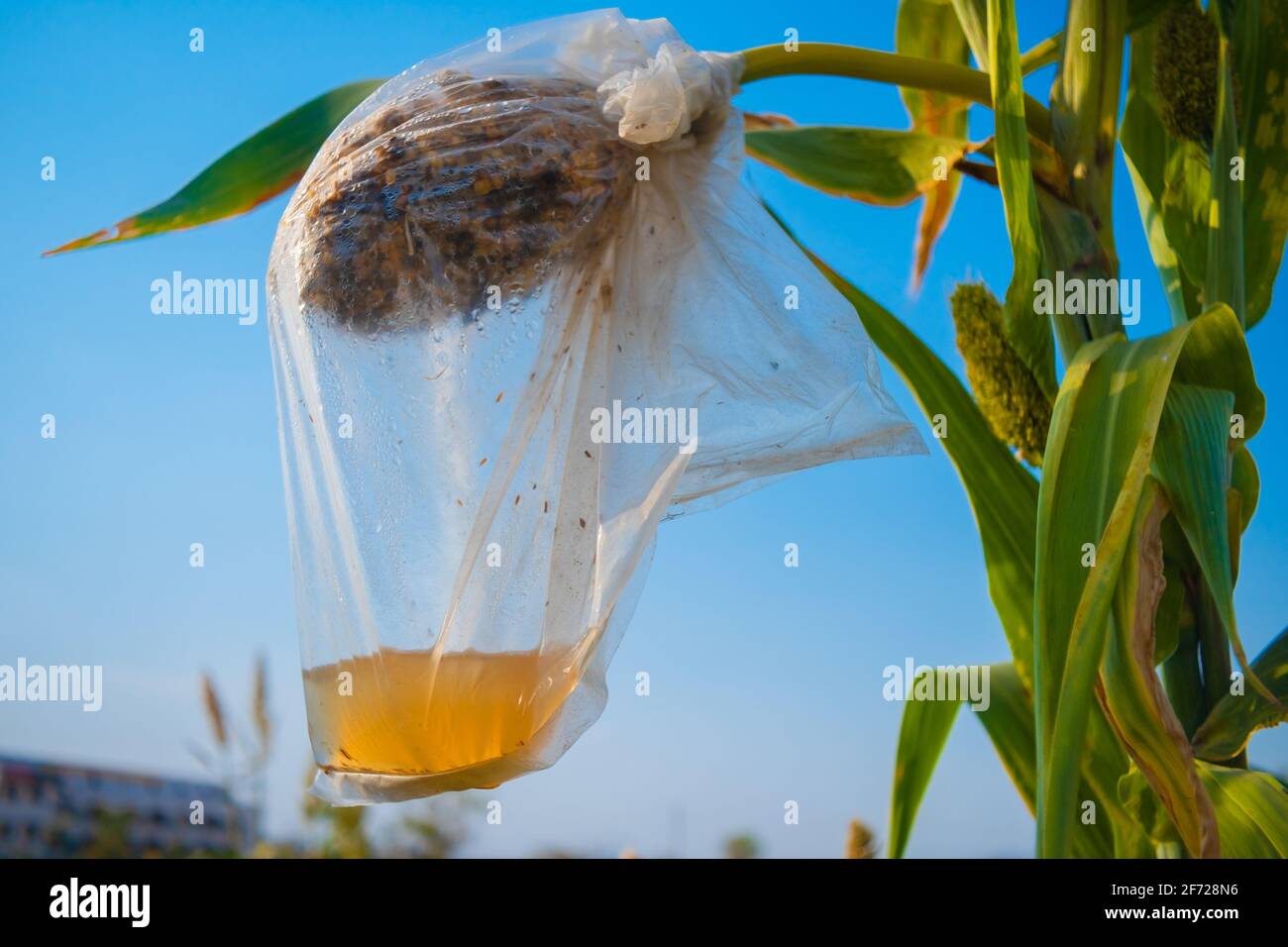 perdez de la récolte de sorgho, couvert dans un sac en plastique pour protéger des oiseaux et pour recueillir les graines pour la saison suivante. Banque D'Images