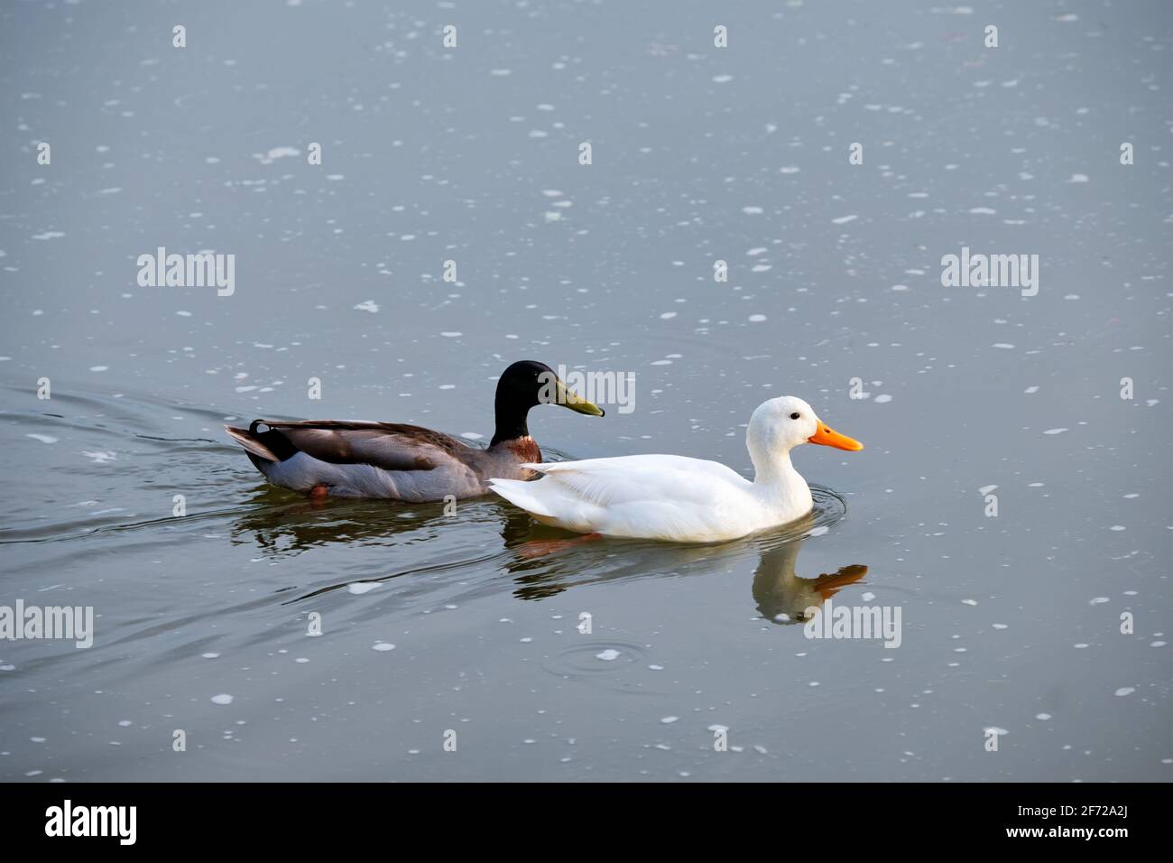 Canards barboteurs de canard blanc et de canard colvert dans la rivière Banque D'Images