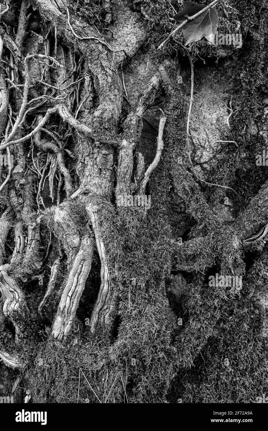 Ivy, qui grandit sur un cottage abandonné, Deeside, Écosse Banque D'Images