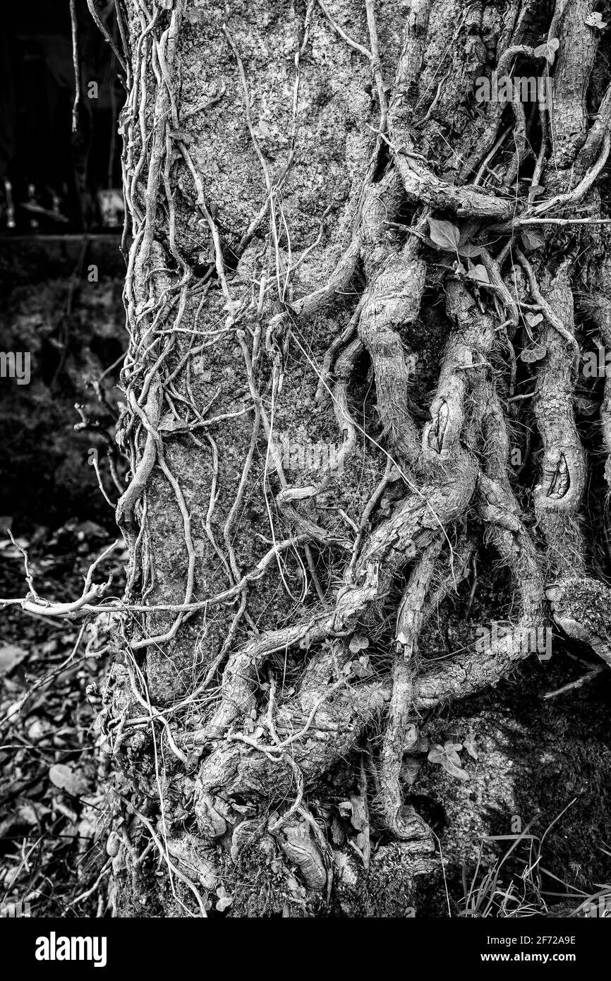 Ivy, qui grandit sur un cottage abandonné, Deeside, Écosse Banque D'Images