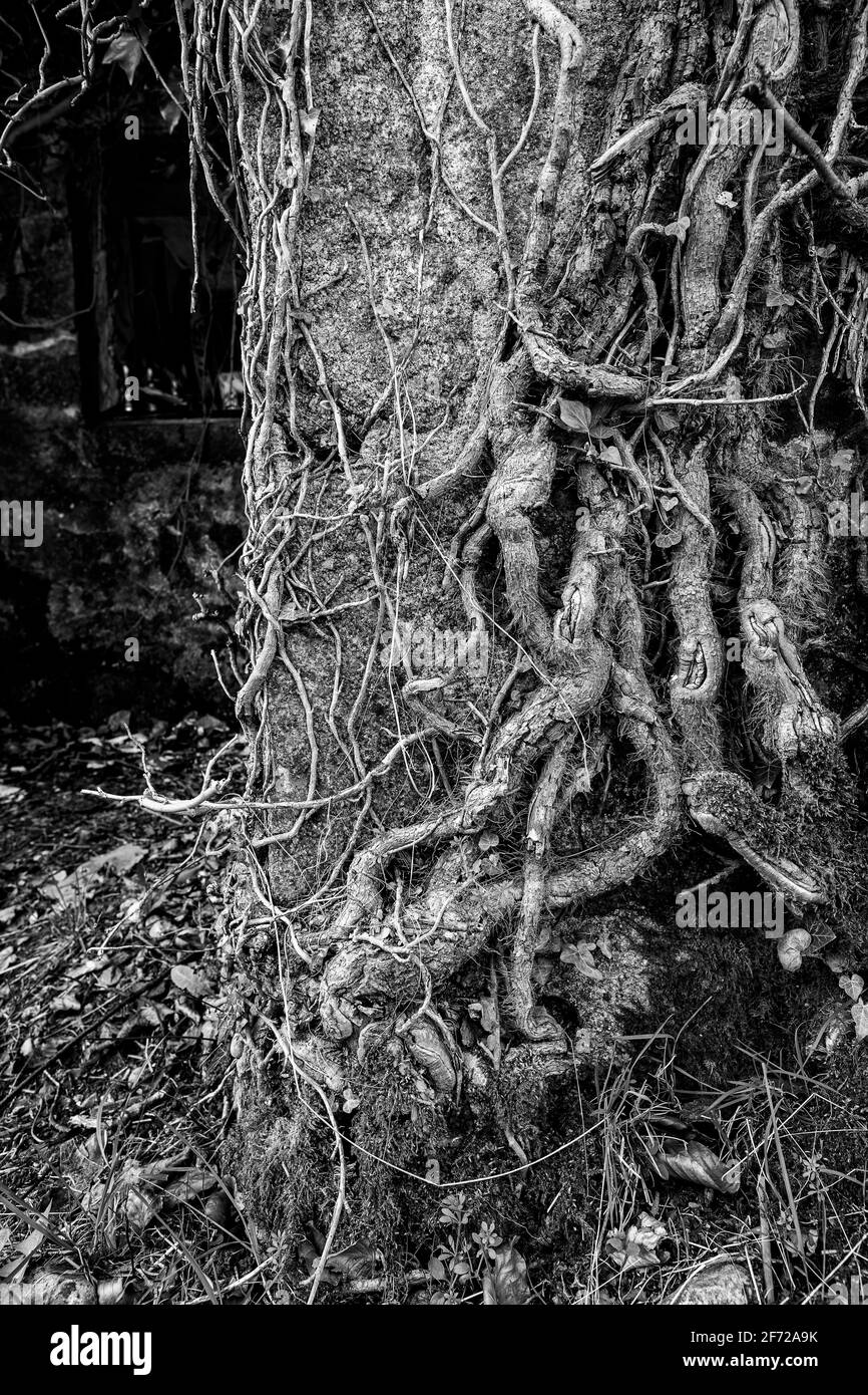 Ivy, qui grandit sur un cottage abandonné, Deeside, Écosse Banque D'Images