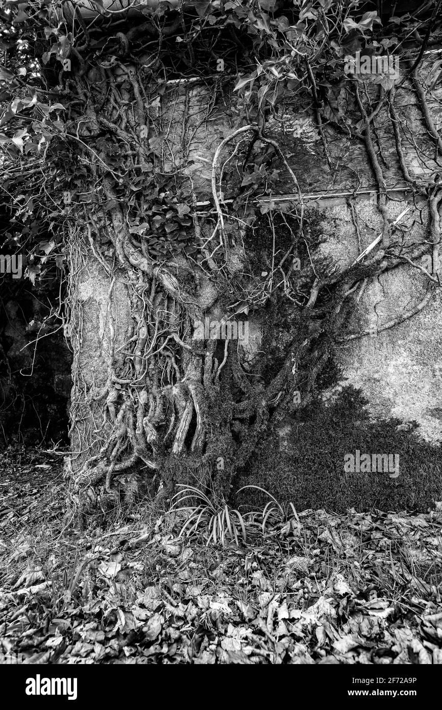 Ivy, qui grandit sur un cottage abandonné, Deeside, Écosse Banque D'Images