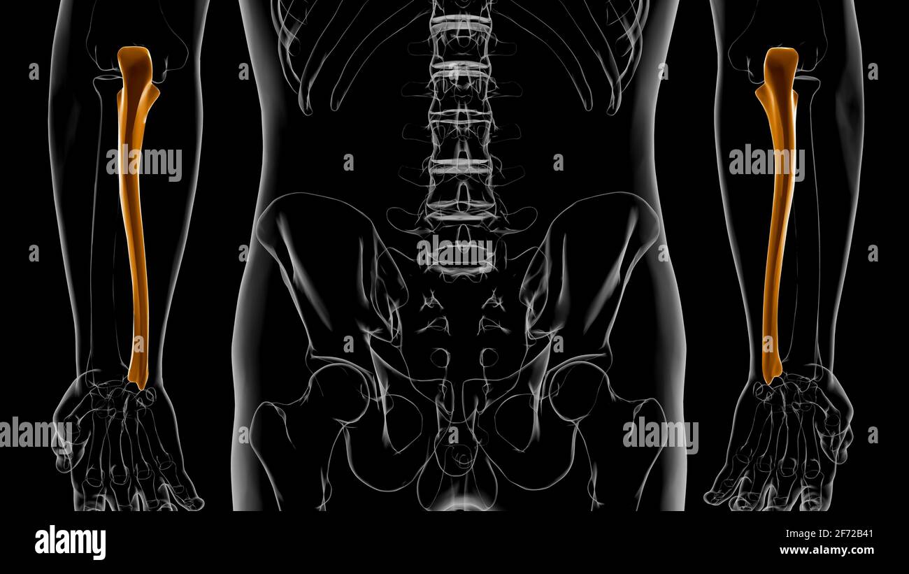 Anatomie du squelette humain Ulna Bone 3D Rendering for Medical concept Banque D'Images