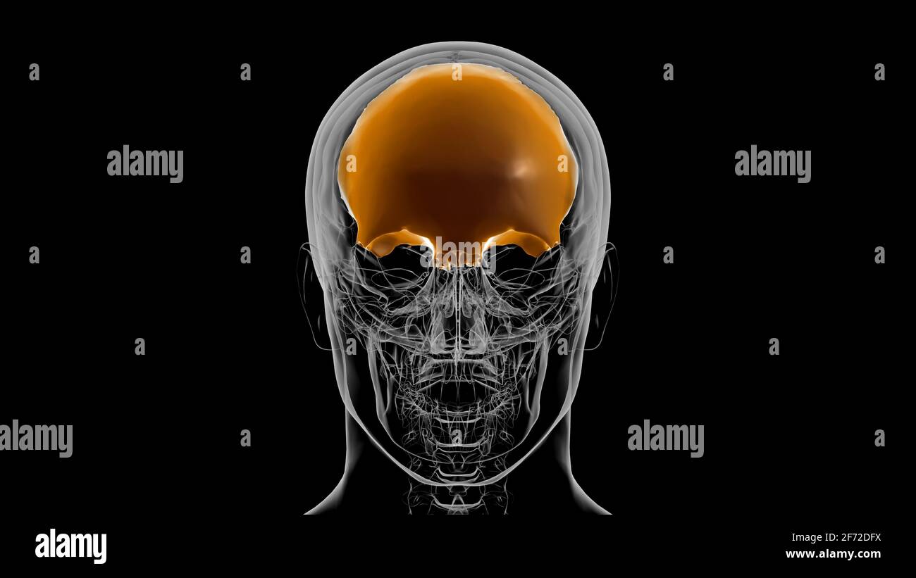 Squelette humain crâne Anatomie osseuse frontale pour le concept médical Illustration 3D Banque D'Images