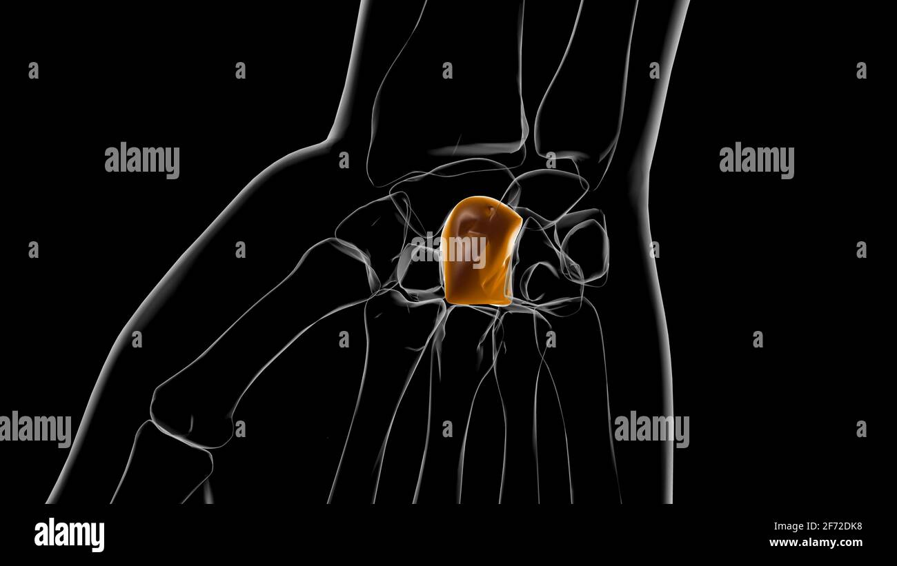 Squelette humain capitate os Anatomie 3D Illustration Banque D'Images