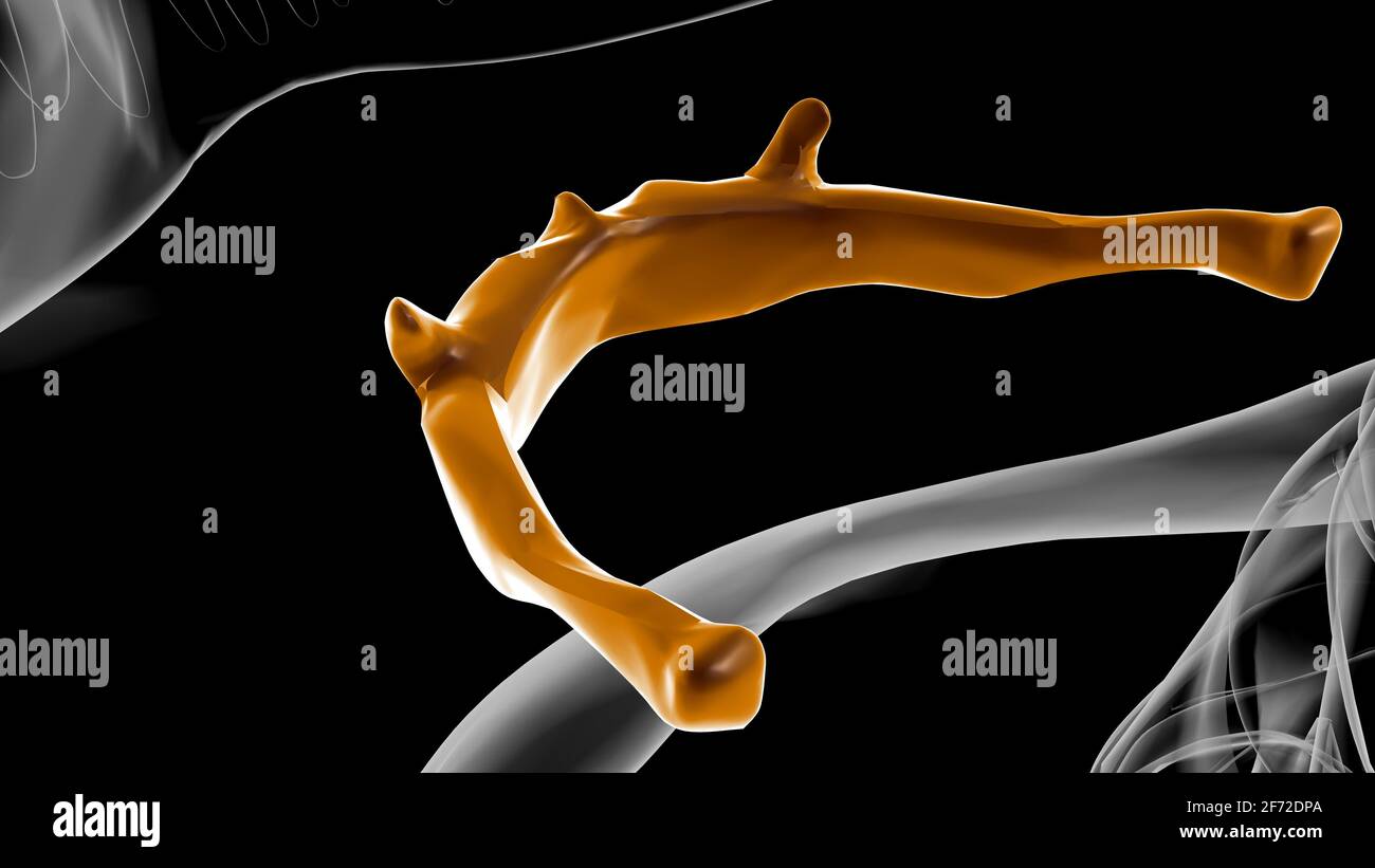 Anatomie des os hyoïdes du squelette humain pour l'illustration 3D du concept médical Banque D'Images