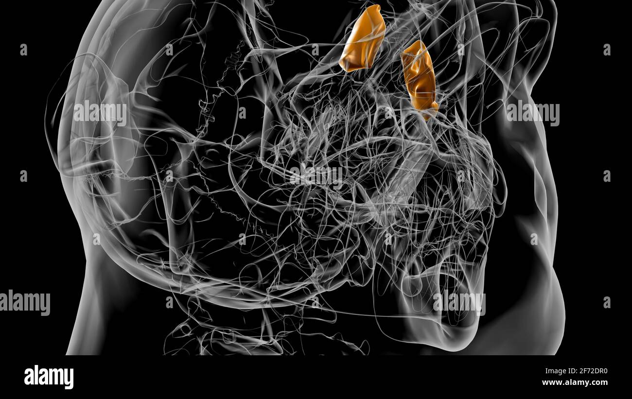 Squelette humain os lacrymal Anatomie 3D Illustration Banque D'Images