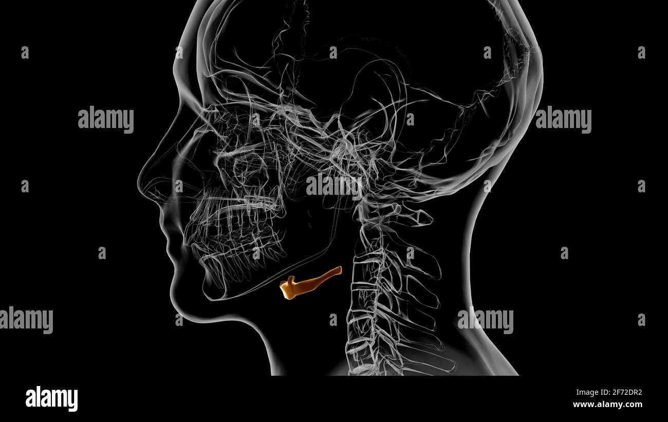 Anatomie des os hyoïdes du squelette humain pour l'illustration 3D du concept médical Banque D'Images