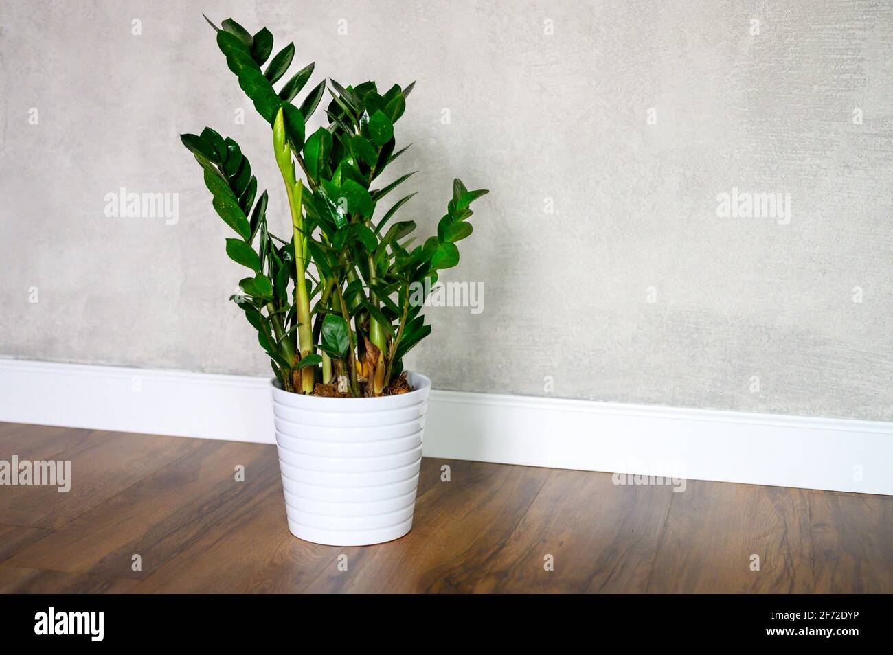 Zamioculca Zamiifolia Plante D’Intérieur Robuste - Belle Plante Verte En Pot 13 Cm, Hauteur 30-40 Cm
