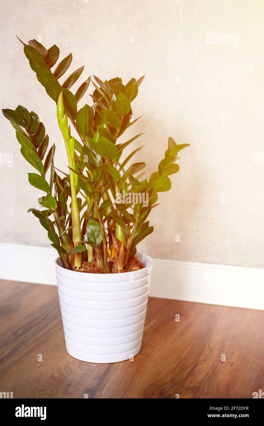 plante verte zamioculcas zamiifolia dans un pot de fleurs blanches sur un  plancher en bois brun contre un mur en béton gris. intérieur minimal d'une  pièce à la maison ou y Photo