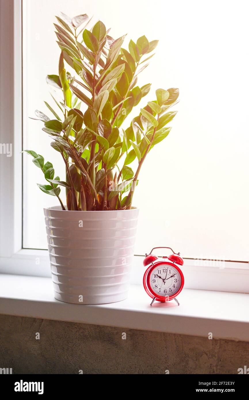 plante verte zamioculcas zamiifolia dans un pot de fleurs blanches et  réveil rouge sur le rebord de la fenêtre. intérieur de la maison Photo  Stock - Alamy