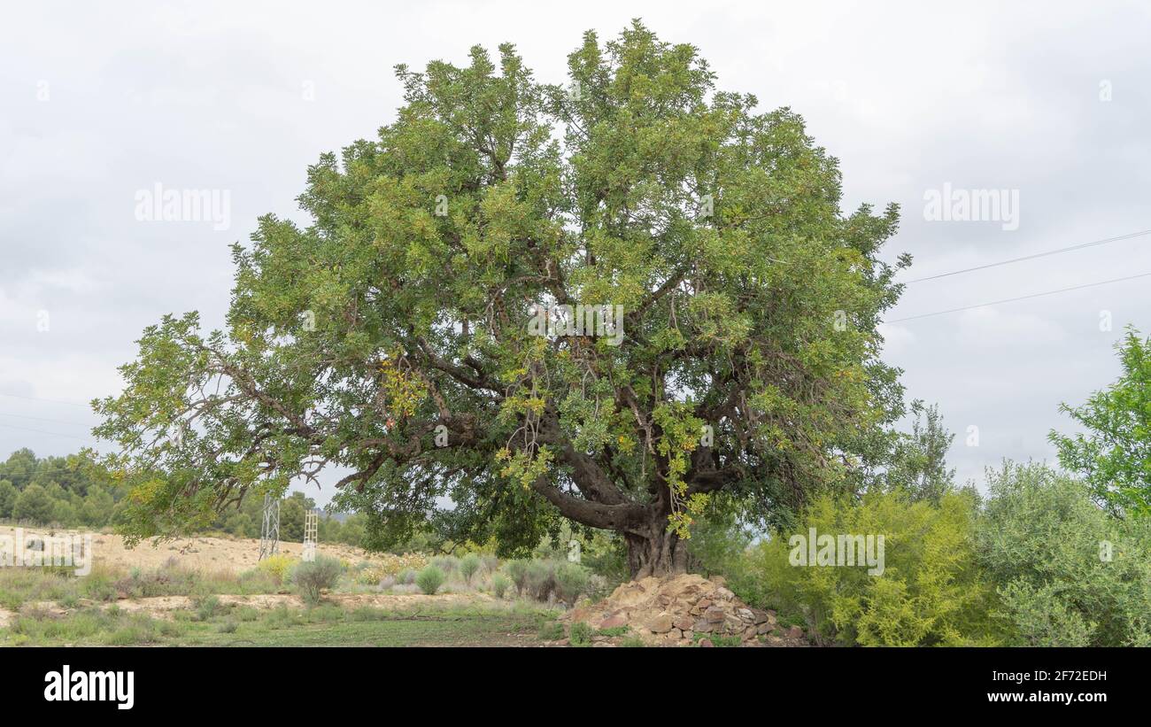 L'arbre de caroube Banque D'Images