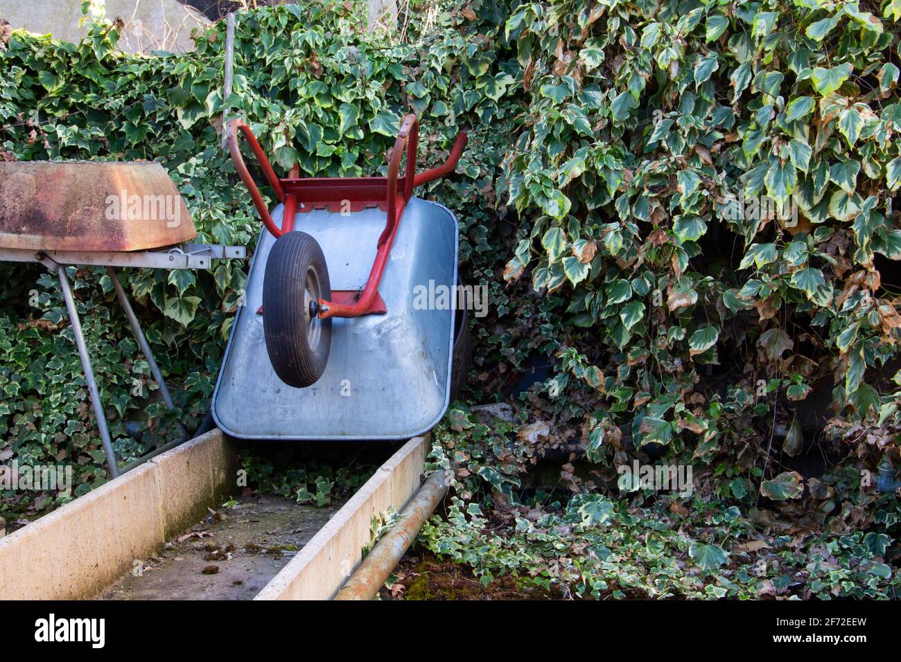 Une brouette métallique s'appuyant contre un mur dans une serre couvert de plantes Banque D'Images