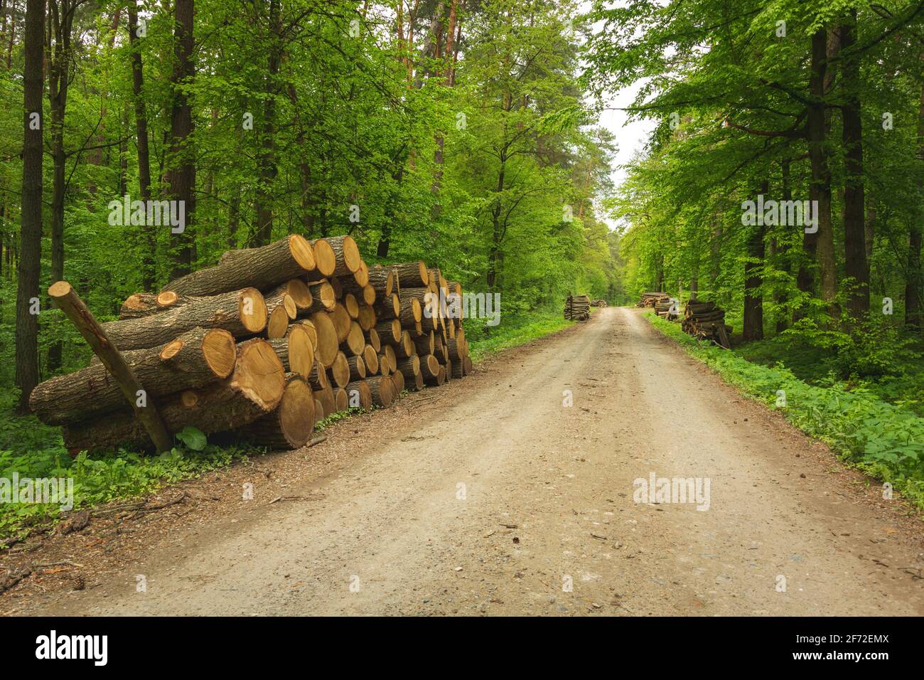Route forestière et troncs d'arbres au bord de la route Banque D'Images