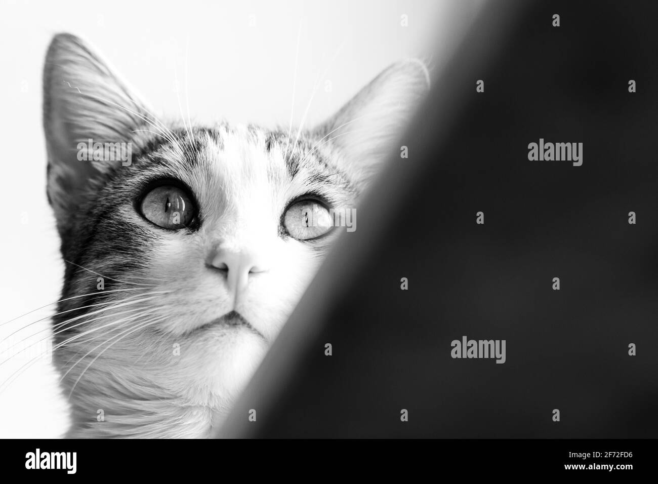 Gros Plan D Un Chat Mignon Photo Stock Alamy