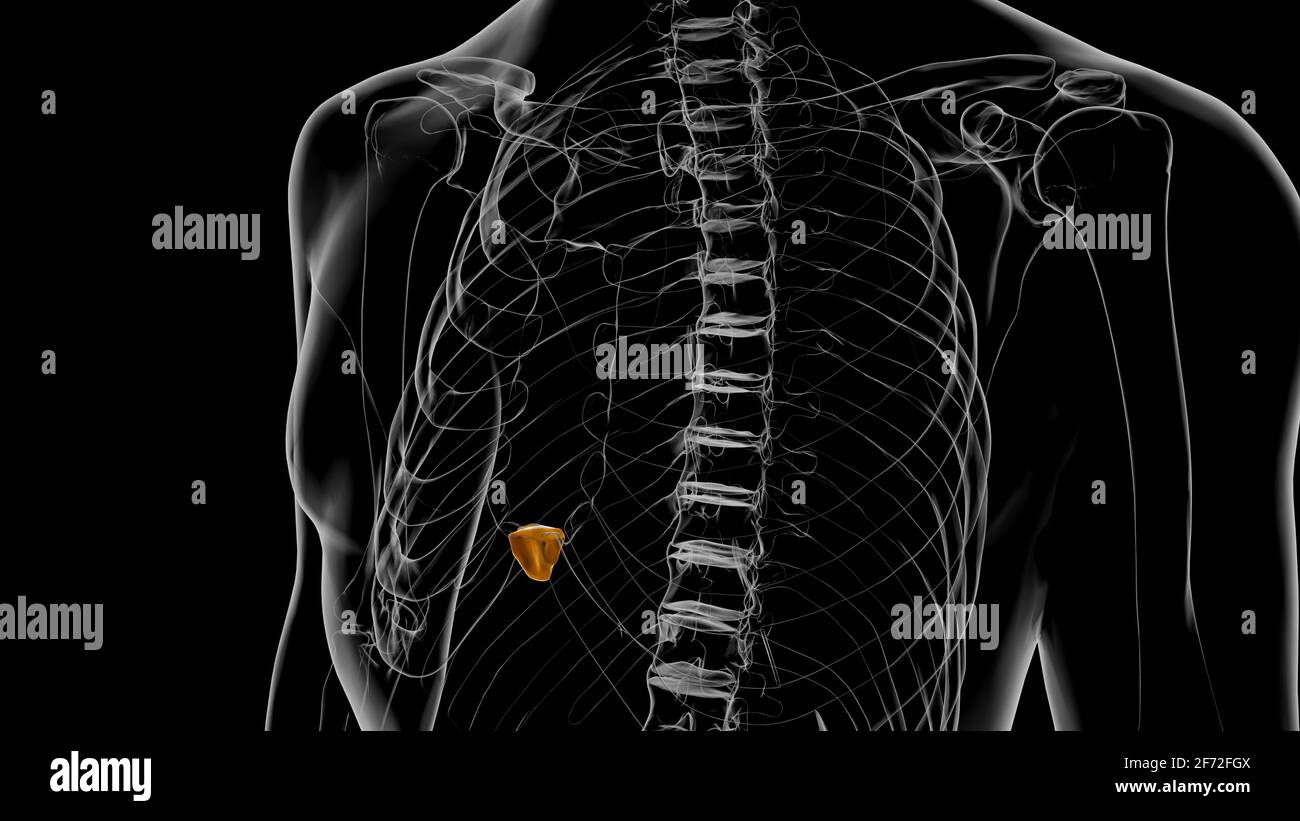 Squelette humain Xifoid processus Anatomie 3D Illustration Banque D'Images