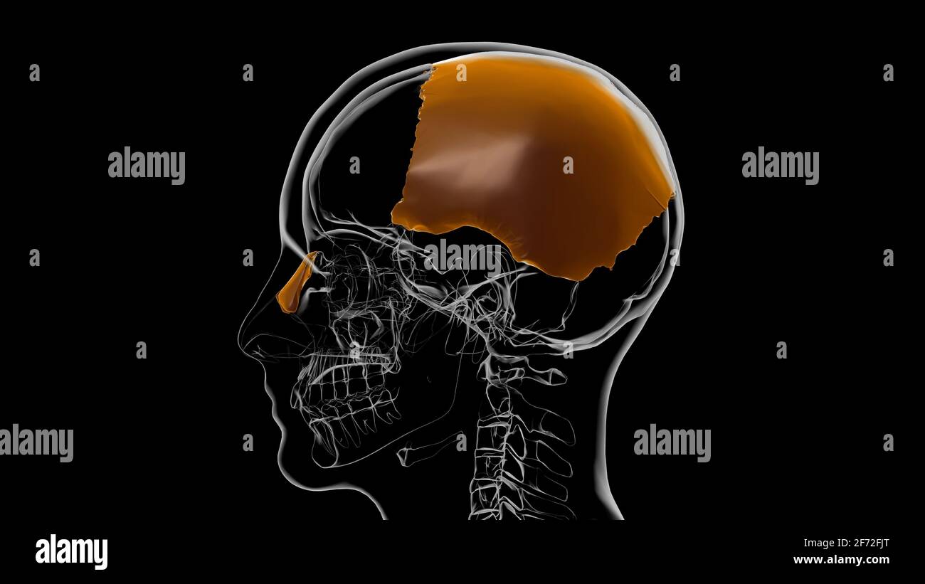 Squelette humain crâne pariétal OS Anatomie pour le concept médical Illustration 3D Banque D'Images
