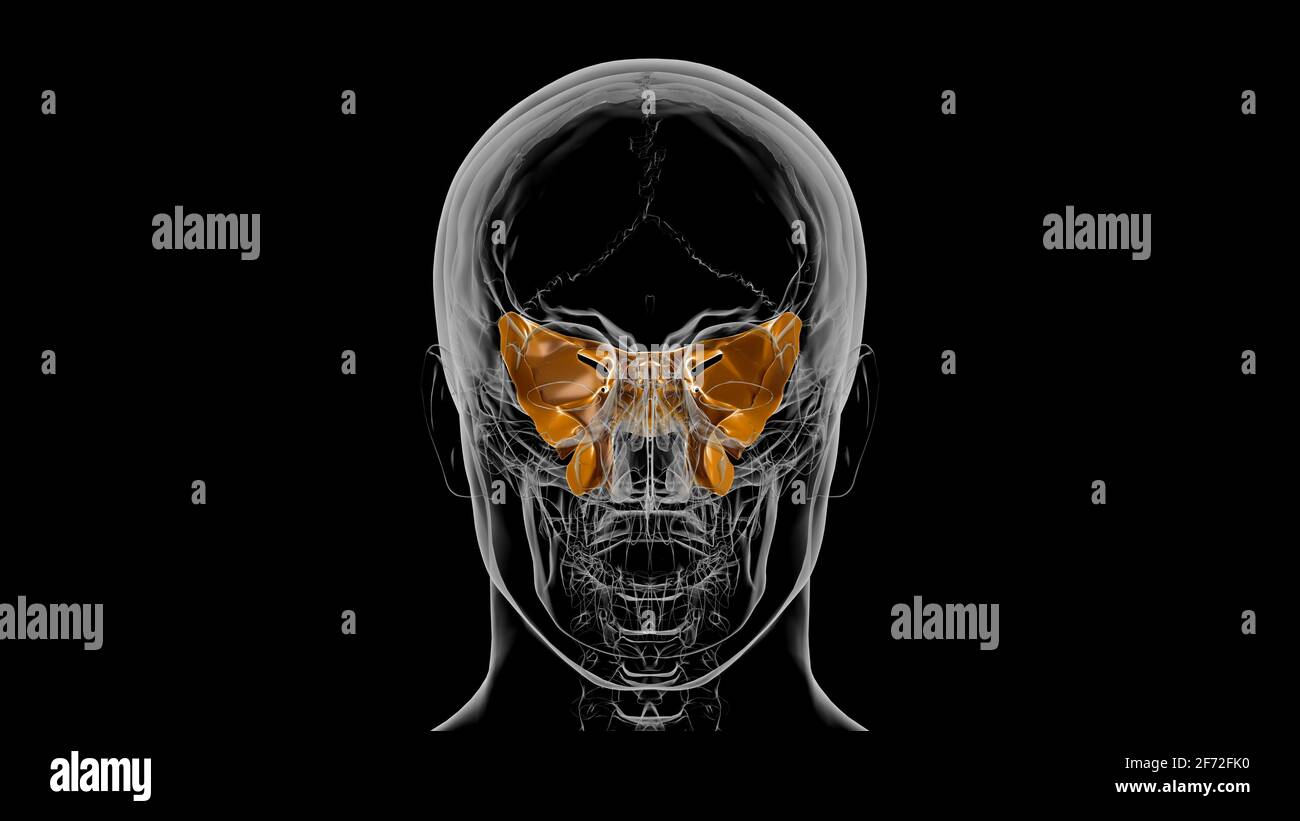 Squelette humain crâne sphénoïde Anatomie osseuse pour le concept médical Illustration 3D Banque D'Images