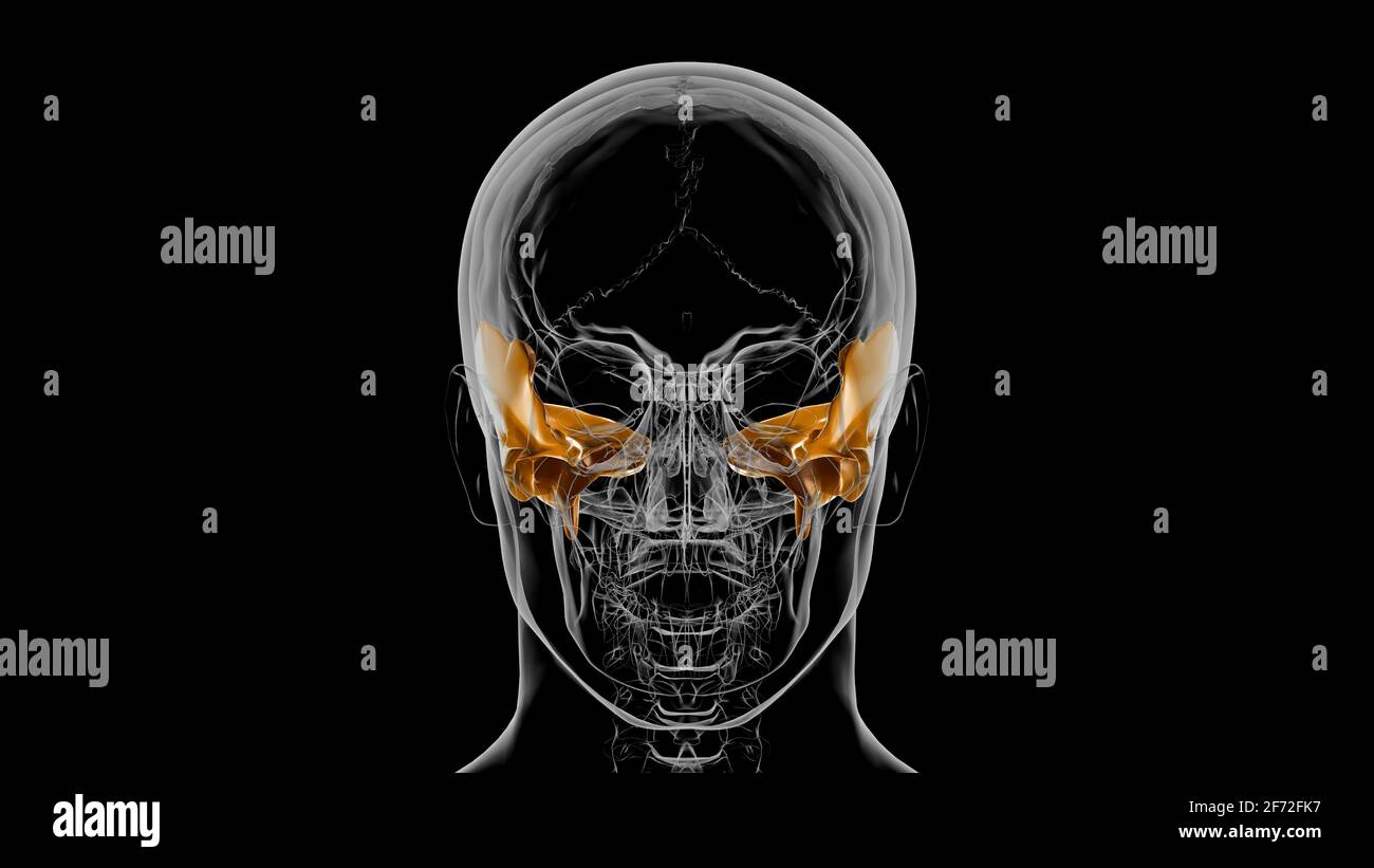 Squelette humain crâne Temporal Bone Anatomie pour le concept médical Illustration 3D Banque D'Images