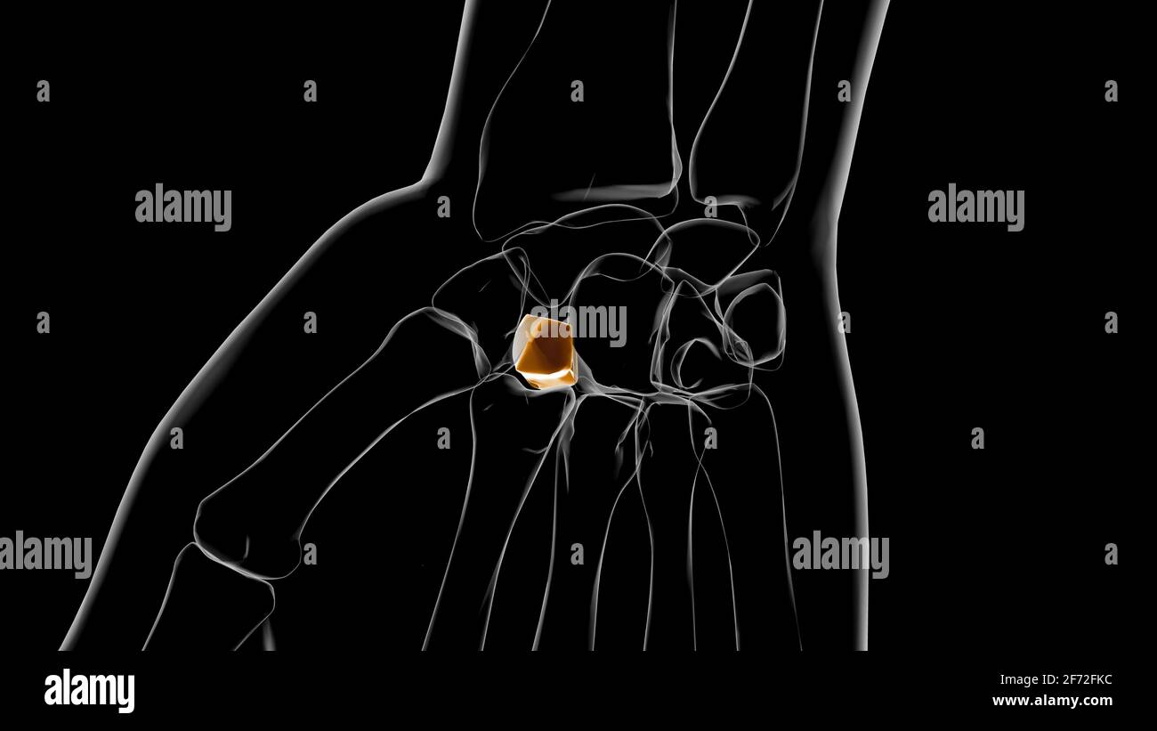 Squelette humain Trapezoid Bone Anatomy 3D Illustration Banque D'Images