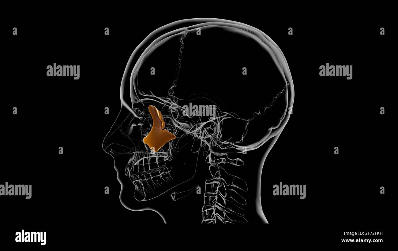 Squelette humain crâne zygomatique OS Anatomie pour le concept médical Illustration 3D Banque D'Images