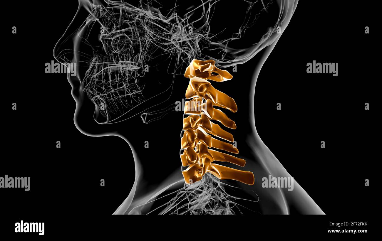 Squelette humain colonne vertébrale vertèbre cervicale Anatomie 3D Illustration Banque D'Images