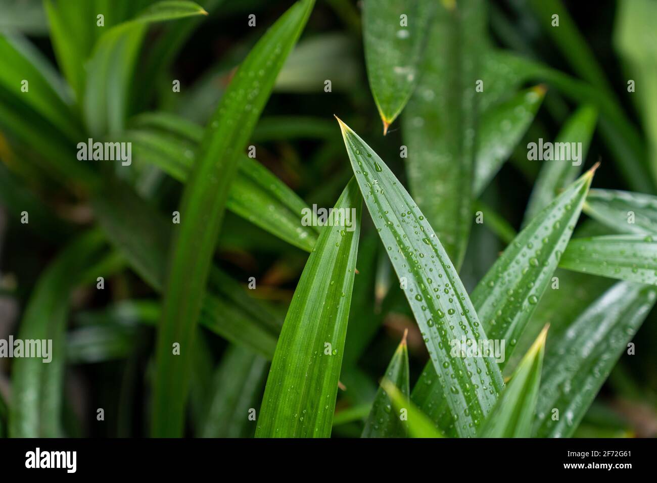 Les feuilles de pandan vert frais et parfumées sont souvent utilisées pour ajouter de la couleur et de l'arôme aux aliments et sont également bénéfiques pour la santé parce qu'elles contiennent des tanins Banque D'Images